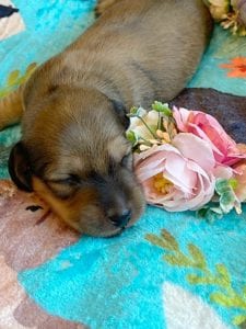 Creme of the Crop Miniature Dachshunds - Shaded Cream Male Puppy Colin 7