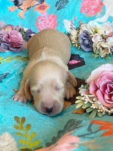 Creme of the Crop Miniature Dachshunds - Cream Female Puppy Ellie 1