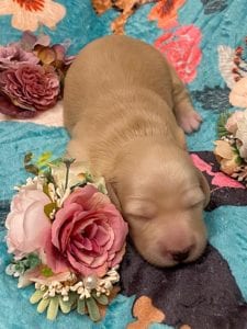 Creme of the Crop Miniature Dachshunds - Cream Female Puppy Ellie 8