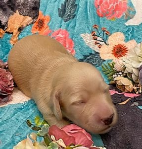 Creme of the Crop Miniature Dachshunds - Cream Female Puppy Ellie 1