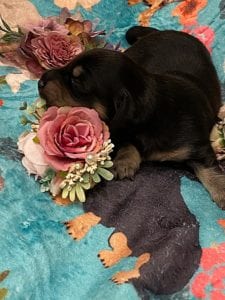 Creme of the Crop Miniature Dachshunds - Black & Cream Male Puppy 1