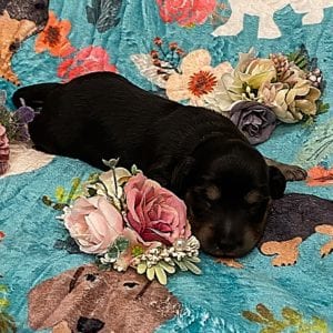Creme of the Crop Miniature Dachshunds - Black & Cream Male Puppy 7