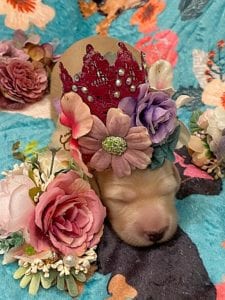 Creme of the Crop Miniature Dachshunds - Cream Female Puppy Ellie 2