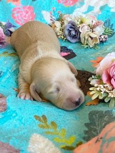 Creme of the Crop Miniature Dachshunds - Cream Female Puppy Ellie 3