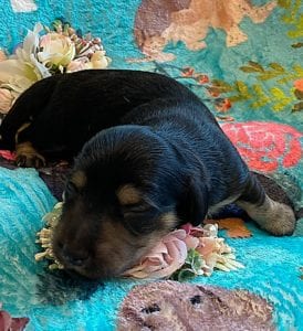 Creme of the Crop Miniature Dachshunds - Black & Cream Puppy Brewer 2
