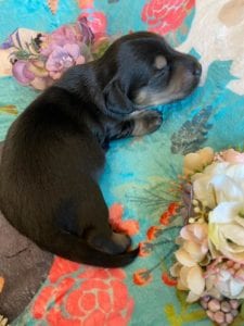 Creme of the Crop Miniature Dachshunds - Black & Tan Puppy Otto 2