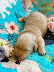 Creme of the Crop Miniature Dachshunds - Cream Femal Puppy Blossom 1