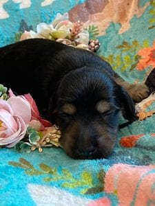 Creme of the Crop Miniature Dachshunds - Black & Cream Puppy Brewer 3