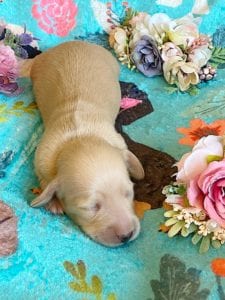 Creme of the Crop Miniature Dachshunds - Cream Female Puppy Ellie 4