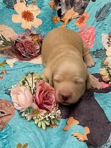 Creme of the Crop Miniature Dachshunds - Cream Female Puppy Ellie 3