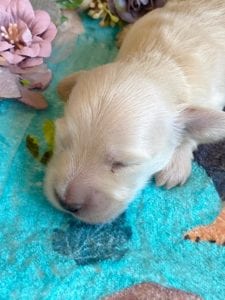 Creme of the Crop Miniature Dachshunds - Cream Puppy Cashew 8