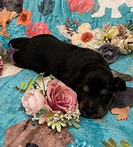 Creme of the Crop Miniature Dachshunds - Black & Cream Male Puppy 4