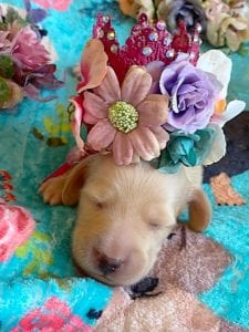 Creme of the Crop Miniature Dachshunds - Cream Female Puppy Ellie 5