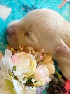 Creme of the Crop Miniature Dachshunds - Cream Puppy Cashew