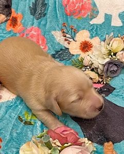 Creme of the Crop Miniature Dachshunds - Cream Female Puppy Ellie 4