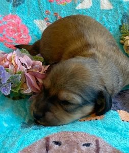 Creme of the Crop Miniature Dachshunds - Shaded Cream Male Puppy Colin 8