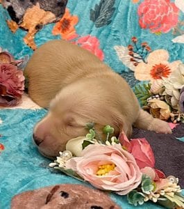 Creme of the Crop Miniature Dachshunds - Cream Female Puppy Ellie 5