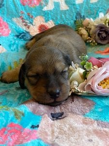 Creme of the Crop Miniature Dachshunds - Shaded Cream Male Puppy Colin