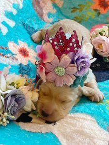 Creme of the Crop Miniature Dachshunds - Cream Femal Puppy Blossom 2