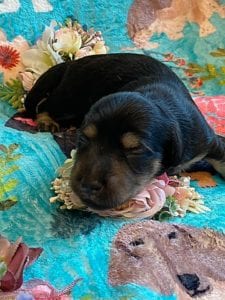 Creme of the Crop Miniature Dachshunds - Black & Cream Puppy Brewer 4