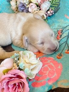 Creme of the Crop Miniature Dachshunds - Cream Puppy Cashew 2