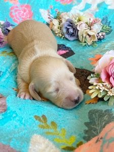 Creme of the Crop Miniature Dachshunds - Cream Female Puppy Ellie 6