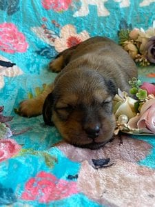 Creme of the Crop Miniature Dachshunds - Shaded Cream Male Puppy Colin 3