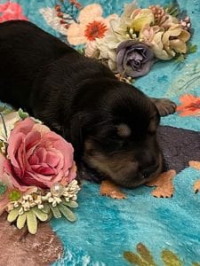 Creme of the Crop Miniature Dachshunds - Black & Cream Male Puppy 5