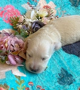 Creme of the Crop Miniature Dachshunds - Cream Puppy Cashew 3