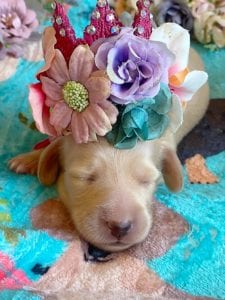 Creme of the Crop Miniature Dachshunds - Cream Female Puppy Ellie 7