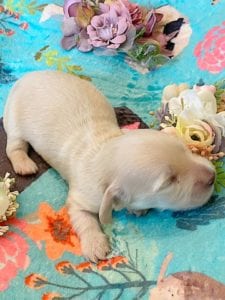 Creme of the Crop Miniature Dachshunds - Cream Puppy Cashew 5
