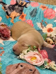 Creme of the Crop Miniature Dachshunds - Cream Female Puppy Ellie 6