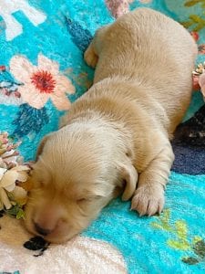 Creme of the Crop Miniature Dachshunds - Cream Femal Puppy Blossom 3