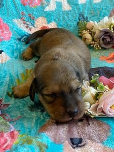 Creme of the Crop Miniature Dachshunds - Shaded Cream Male Puppy Colin 4