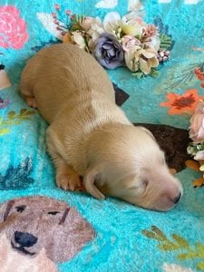 Creme of the Crop Miniature Dachshunds - Cream Female Puppy Ellie 8