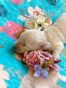 Creme of the Crop Miniature Dachshunds - Cream Puppy Cashew 6