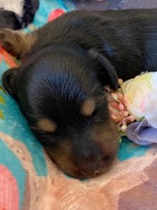 Creme of the Crop Miniature Dachshunds - Black & Tan Puppy Otto 4