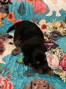 Creme of the Crop Miniature Dachshunds - Black & Cream Male Puppy 6