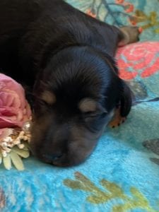 Creme of the Crop Miniature Dachshunds - Black & Cream Puppy Brewer 5