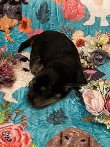 Creme of the Crop Miniature Dachshunds - Black & Cream Male Puppy 7