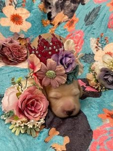 Creme of the Crop Miniature Dachshunds - Cream Female Puppy Ellie 7