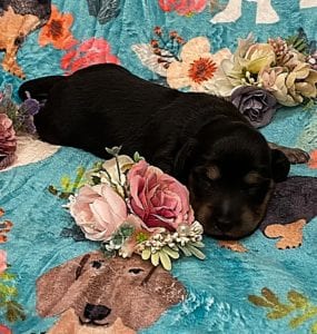 Creme of the Crop Miniature Dachshunds - Black & Cream Male Puppy 8