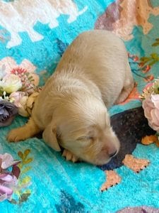 Creme of the Crop Miniature Dachshunds - Cream Femal Puppy Blossom 4