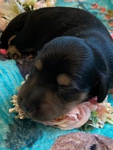 Creme of the Crop Miniature Dachshunds - Black & Cream Puppy Brewer 6