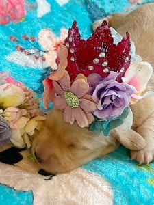 Creme of the Crop Miniature Dachshunds - Cream Femal Puppy Blossom 5