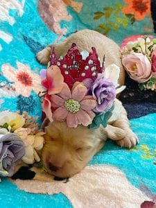 Creme of the Crop Miniature Dachshunds - Cream Femal Puppy Blossom 6