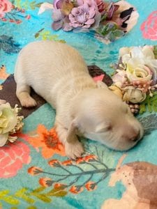 Creme of the Crop Miniature Dachshunds - Cream Puppy Cashew 7