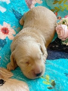 Creme of the Crop Miniature Dachshunds - Cream Femal Puppy Blossom 7