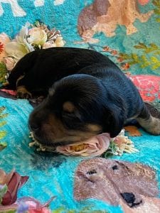 Creme of the Crop Miniature Dachshunds - Black & Cream Puppy Brewer 7