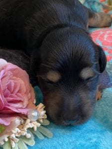 Creme of the Crop Miniature Dachshunds - Black & Cream Puppy Brewer 8